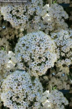 Prague Viburnum - 2.5 Quart Pot 15 Prague Viburnum - 2.5 Quart Pot -Flowers World Shop viburnum pragense prague 5