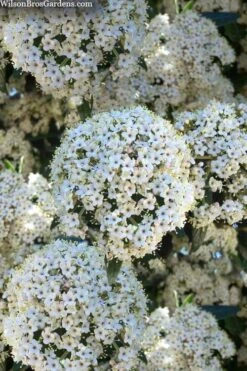 Prague Viburnum - 3 Gallon Pot