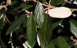 Prague Viburnum - 2.5 Quart Pot 17 Prague Viburnum - 2.5 Quart Pot -Flowers World Shop viburnum pragense prague 7