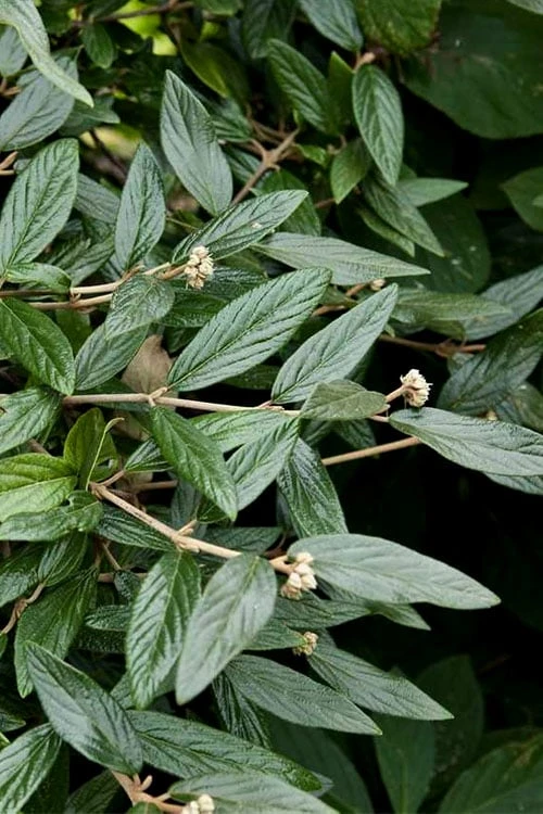 Prague Viburnum - 1 Gallon Pot 9 Prague Viburnum - 1 Gallon Pot - Image 7