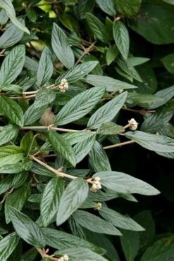 Prague Viburnum - 2.5 Quart Pot 16 Prague Viburnum - 2.5 Quart Pot -Flowers World Shop viburnum pragense prague 9