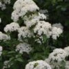 Blackhaw Viburnum - 2 Gallon Pot -Flowers World Shop viburnum prunifolium black haw 12 1