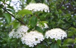 Blackhaw Viburnum - 3 Gallon Pot -Flowers World Shop viburnum prunifolium black haw 4