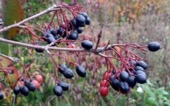 Blackhaw Viburnum - 3 Pack Of 1.5 Quart Pots -Flowers World Shop viburnum prunifolium black haw 5 2