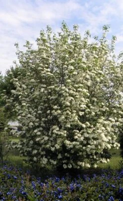 Blackhaw Viburnum - 3 Gallon Pot -Flowers World Shop viburnum prunifolium black haw 7