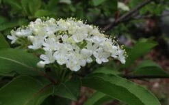 Blackhaw Viburnum - 3 Pack Of 1.5 Quart Pots -Flowers World Shop viburnum prunifolium black haw 9 2