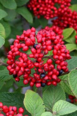 Alleghany Viburnum - 1 Gallon Pot -Flowers World Shop viburnum rhytidophylloides alleghany 4
