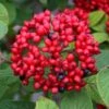Red Balloon Viburnum - 3 Gallon Pot 1 Red Balloon Viburnum - 3 Gallon Pot -Flowers World Shop viburnum rhytidophylloides red balloon 1
