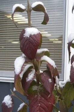 Red Balloon Viburnum - 3 Gallon Pot -Flowers World Shop viburnum rhytidophylloides red balloon 4