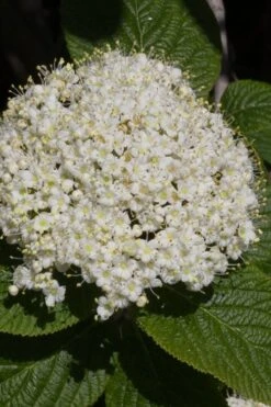 Red Balloon Viburnum - 3 Gallon Pot -Flowers World Shop viburnum rhytidophylloides red balloon 5