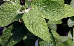 Willowwood Viburnum - 3 Gallon Pot 13 Willowwood Viburnum - 3 Gallon Pot -Flowers World Shop viburnum rhytidophylloides willowwood 3