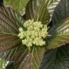 Shiny Dancer Viburnum - 2 Gallon Pot -Flowers World Shop viburnum shiny dancer 25