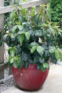 Shiny Dancer Viburnum - 2 Gallon Pot -Flowers World Shop viburnum shiny dancer 26