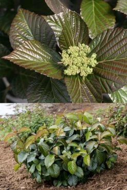 Shiny Dancer Viburnum - 2 Gallon Pot -Flowers World Shop viburnum shiny dancer 27