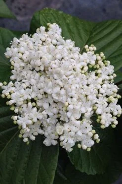 Shiny Dancer Viburnum - 2 Gallon Pot -Flowers World Shop viburnum shiny dancer 4 500x750 1