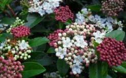 Spring Bouquet Viburnum - 6 Pack Of 1 Gallon Pots -Flowers World Shop viburnum spring bouquet 800x500 1
