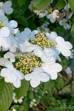 Summer Snowflake Viburnum - 1 Gallon Pot -Flowers World Shop viburnum summer snowflake 103