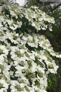 Summer Snowflake Viburnum - 1 Gallon Pot -Flowers World Shop viburnum summer snowflake 105