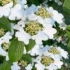 Summer Snowflake Viburnum - 1 Gallon Pot 2 Summer Snowflake Viburnum - 1 Gallon Pot -Flowers World Shop viburnum summer snowflake 106