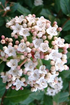 Spring Bouquet Viburnum - 3 Gallon Pot -Flowers World Shop viburnum tinus spring bouquet 1 2