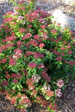 Spring Bouquet Viburnum - 6 Pack Of 1 Gallon Pots -Flowers World Shop viburnum tinus spring bouquet 2