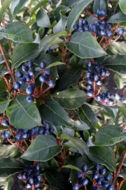 Spring Bouquet Viburnum - 6 Pack Of 1 Gallon Pots -Flowers World Shop viburnum tinus spring bouquet 5