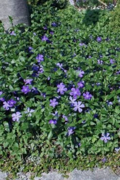 Bigleaf Periwinkle (Vinca Major) - 8 Pack Of 2.5" Pots 11 Bigleaf Periwinkle (Vinca Major) - 8 Pack Of 2.5" Pots -Flowers World Shop vinca major bigleaf periwinkle 10