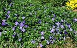 Bigleaf Periwinkle (Vinca Major) - 8 Pack Of 2.5" Pots 12 Bigleaf Periwinkle (Vinca Major) - 8 Pack Of 2.5" Pots -Flowers World Shop vinca major bigleaf periwinkle 11