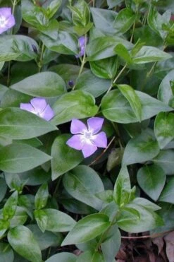 Bigleaf Periwinkle (Vinca Major) - 8 Pack Of 2.5" Pots 13 Bigleaf Periwinkle (Vinca Major) - 8 Pack Of 2.5" Pots -Flowers World Shop vinca major bigleaf periwinkle 12