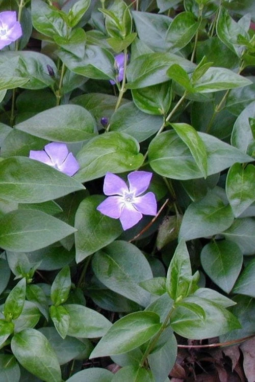 Bigleaf Periwinkle (Vinca Major) - 8 Pack Of 2.5" Pots 8 Bigleaf Periwinkle (Vinca Major) - 8 Pack Of 2.5" Pots - Image 6