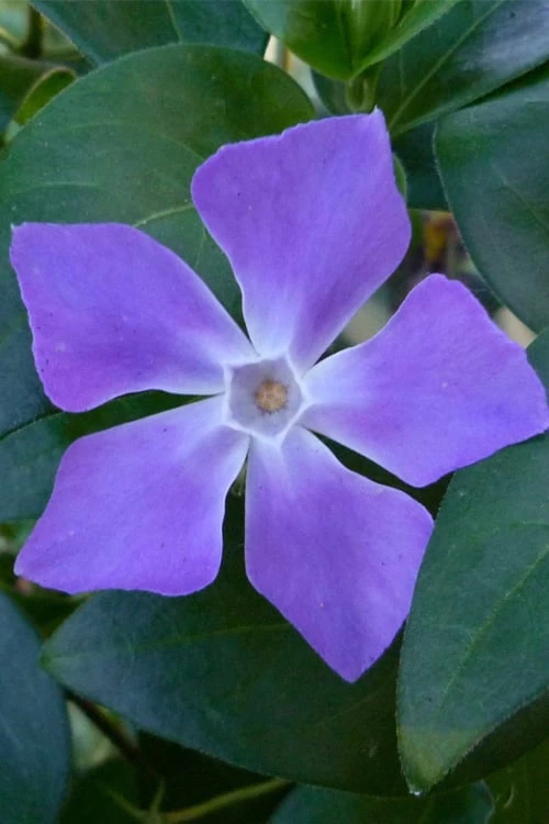 Bigleaf Periwinkle (Vinca Major) - 8 Pack Of 2.5" Pots 3 Bigleaf Periwinkle (Vinca Major) - 8 Pack Of 2.5" Pots