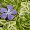 Expoflora Variegated Bigleaf Periwinkle (Vinca Major) - 6 Pack Of Pint Pots -Flowers World Shop vinca major expoflora variegated periwinkle 1