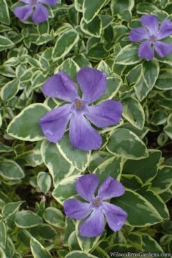 Variegated Bigleaf Periwinkle (Vinca Major 'Variegata') - 6 Pack Of Pint Pots -Flowers World Shop vinca major variegata big leaf periwinkle 10