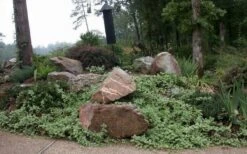 Variegated Bigleaf Periwinkle (Vinca Major 'Variegata') - 6 Pack Of Pint Pots -Flowers World Shop vinca major variegata big leaf periwinkle 12 1