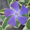 Variegated Bigleaf Periwinkle (Vinca Major 'Variegata') - 6 Pack Of Pint Pots -Flowers World Shop vinca major variegata rev 500x750 1