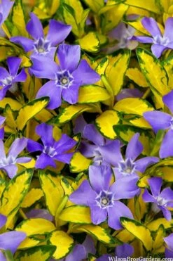 Illumination Variegated Periwinkle (Vinca Minor) - 5 Pack Of Pint Pots 13 Illumination Variegated Periwinkle (Vinca Minor) - 5 Pack Of Pint Pots -Flowers World Shop vinca minor illumination 10 1