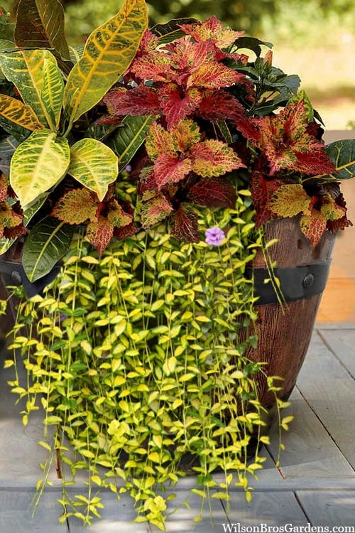 Illumination Variegated Periwinkle (Vinca Minor) - 5 Pack Of Pint Pots 6 Illumination Variegated Periwinkle (Vinca Minor) - 5 Pack Of Pint Pots - Image 4