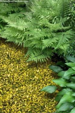 Illumination Variegated Periwinkle (Vinca Minor) - 5 Pack Of Pint Pots 12 Illumination Variegated Periwinkle (Vinca Minor) - 5 Pack Of Pint Pots -Flowers World Shop vinca minor illumination 8 1