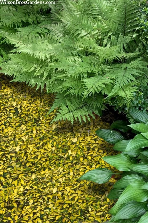 Illumination Variegated Periwinkle (Vinca Minor) - 5 Pack Of Pint Pots 7 Illumination Variegated Periwinkle (Vinca Minor) - 5 Pack Of Pint Pots - Image 5