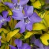 Illumination Variegated Periwinkle (Vinca Minor) - 5 Pack Of Pint Pots -Flowers World Shop vinca minor illumination 9 1