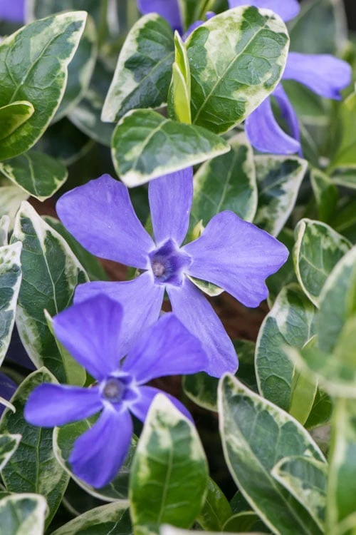 Ralph Shugert Variegated Periwinkle (Vinca Minor) - 10 Pack Of Pint Pots 3 Ralph Shugert Variegated Periwinkle (Vinca Minor) - 10 Pack Of Pint Pots