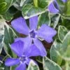 Ralph Shugert Variegated Periwinkle - Vinca Minor - 18 Pack Of Pint Pots -Flowers World Shop vinca minor ralph shugert variegated evergreen periwinkle 1 2