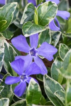 Ralph Shugert Variegated Periwinkle - Vinca Minor - 5 Pack Of Pint Pots