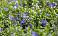 Ralph Shugert Variegated Periwinkle (Vinca Minor) - 10 Pack Of Pint Pots 17 Ralph Shugert Variegated Periwinkle (Vinca Minor) - 10 Pack Of Pint Pots -Flowers World Shop vinca minor ralph shugert variegated evergreen periwinkle 3 1
