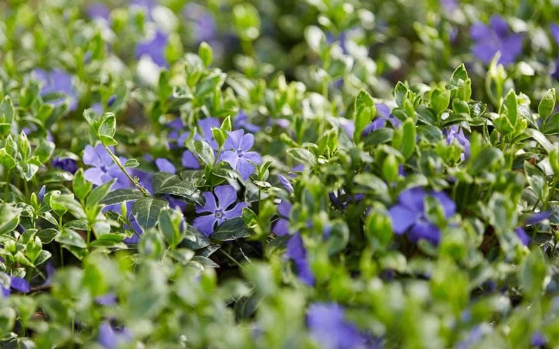 Ralph Shugert Variegated Periwinkle - Vinca Minor - 5 Pack Of Pint Pots 10 Ralph Shugert Variegated Periwinkle - Vinca Minor - 5 Pack Of Pint Pots - Image 8