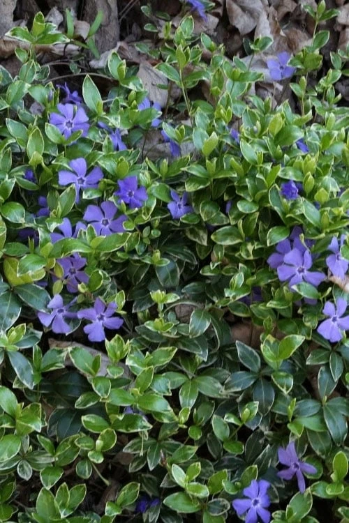 Ralph Shugert Variegated Periwinkle (Vinca Minor) - 10 Pack Of Pint Pots 8 Ralph Shugert Variegated Periwinkle (Vinca Minor) - 10 Pack Of Pint Pots - Image 6