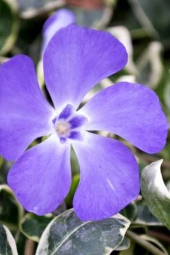 Ralph Shugert Variegated Periwinkle - Vinca Minor - 5 Pack Of Pint Pots 14 Ralph Shugert Variegated Periwinkle - Vinca Minor - 5 Pack Of Pint Pots -Flowers World Shop vinca minor ralph shugert variegated evergreen periwinkle 6