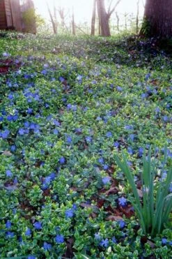 Ralph Shugert Variegated Periwinkle - Vinca Minor - 5 Pack Of Pint Pots 13 Ralph Shugert Variegated Periwinkle - Vinca Minor - 5 Pack Of Pint Pots -Flowers World Shop vinca minor ralph shugert variegated evergreen periwinkle 7