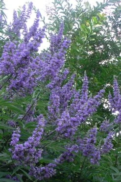 Shoal Creek Chaste Tree (Vitex) - 1 Gallon Pot