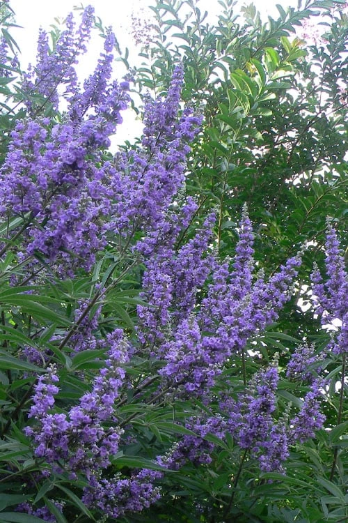Shoal Creek Chaste Tree (Vitex) - 1 Gallon Pot 3 Shoal Creek Chaste Tree (Vitex) - 1 Gallon Pot